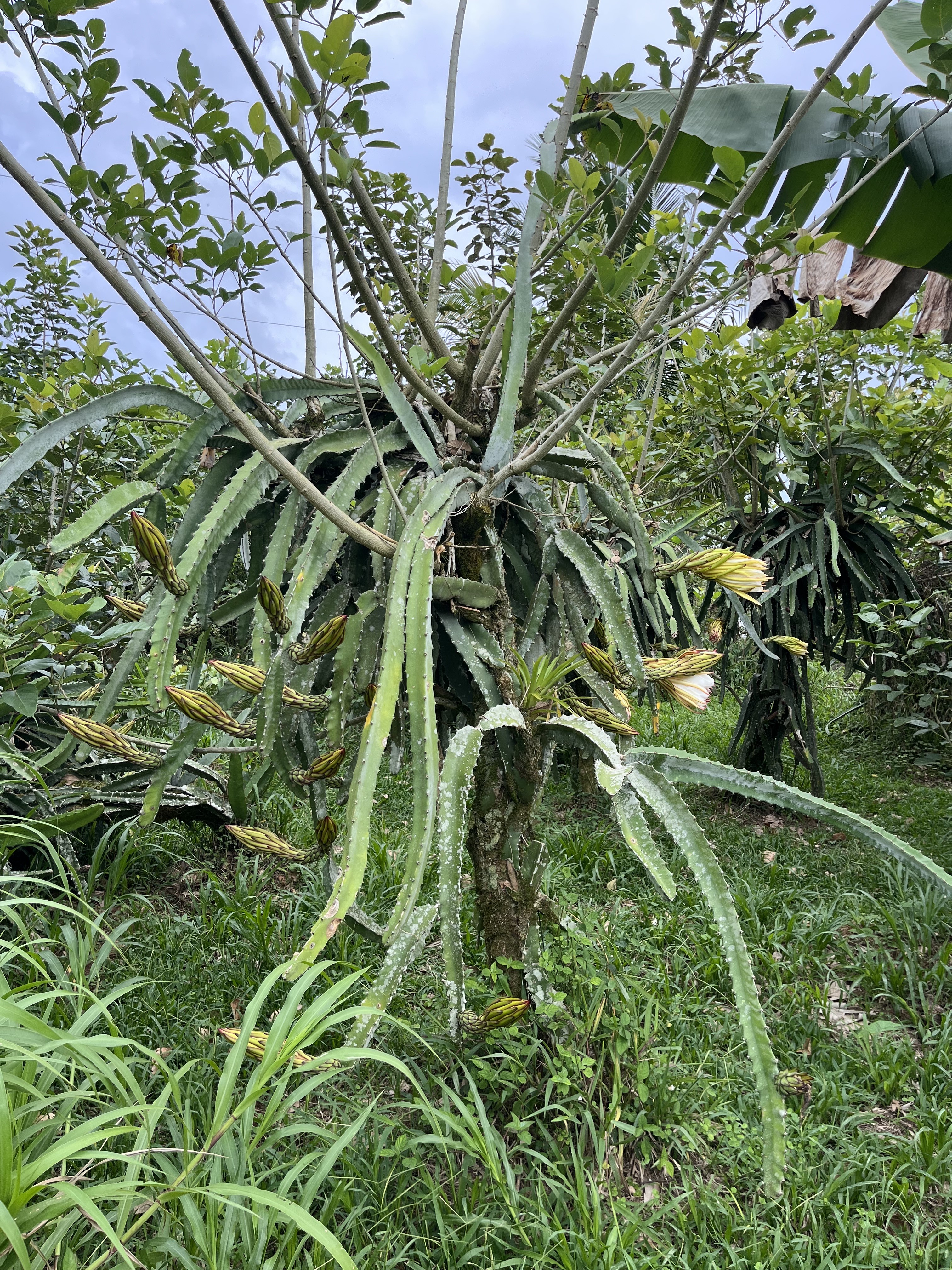 Photo 19 -Dragonfruit.jpeg